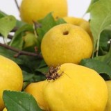 Мечта Императора